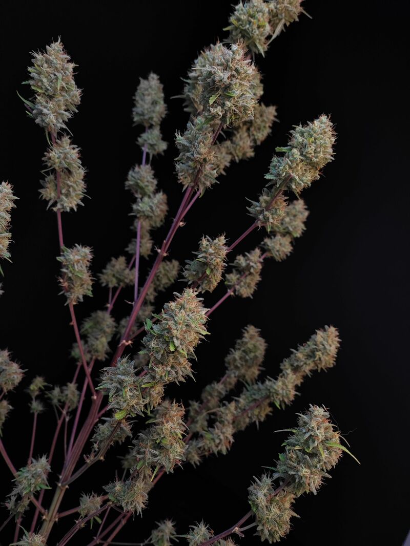 Pound Cake Auto, Фасовка: 1, изображение 20